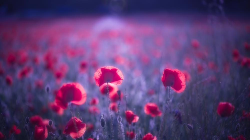 Dreamy Poppy Field Glow in Soft 5K Blur wallpaper