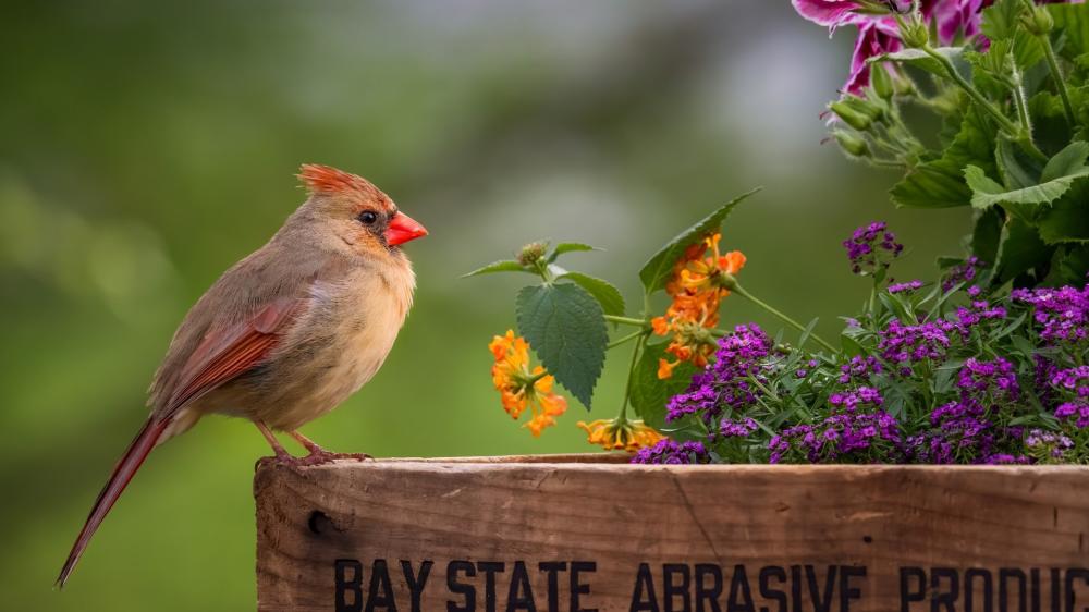 Graceful Female Cardinal Among Vibrant Garden Blooms wallpaper