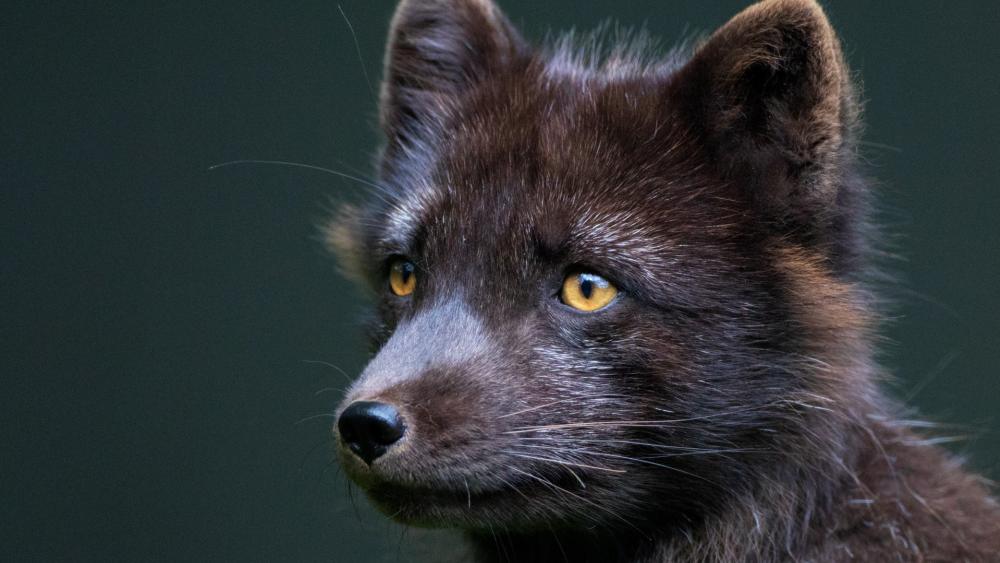 Midnight Fox Cub Portrait with Golden Eyes and Velvet Fur wallpaper