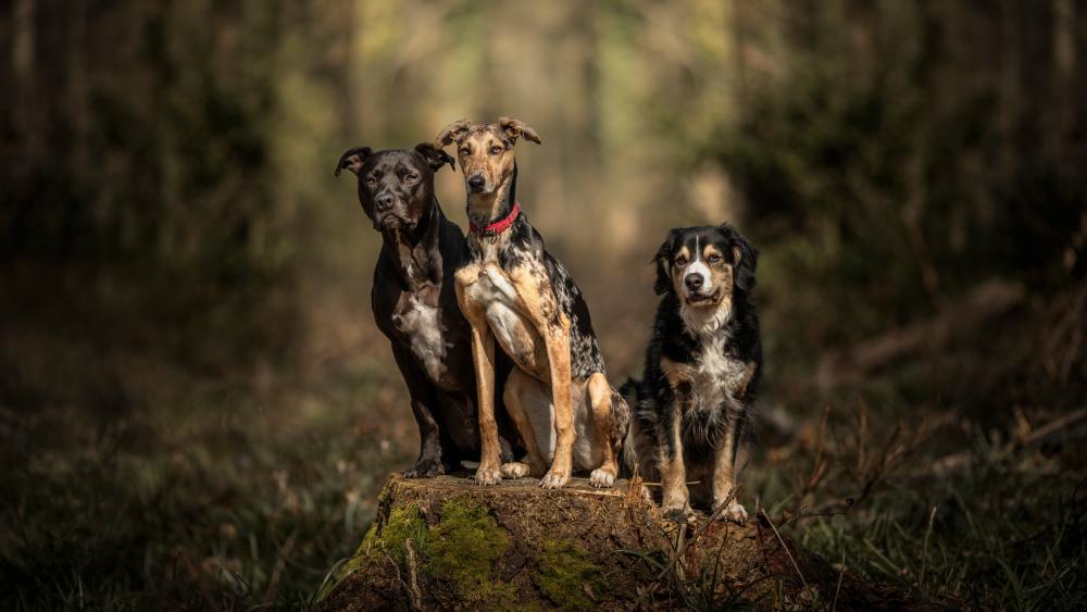Forest Companions Amstaff and Catahoula in 5K wallpaper