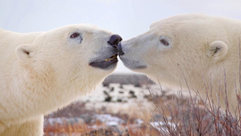 Tender Polar Bear Couple Sharing a Quiet Arctic Kiss wallpaper