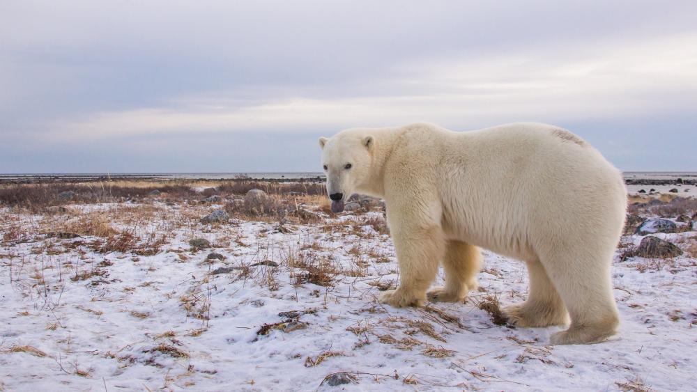 Solitary Polar Bear On Snowy Arctic Tundra 4K Wallpaper wallpaper