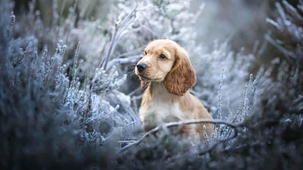 Frosty Morning Portrait of an English Cocker Spaniel Puppy wallpaper