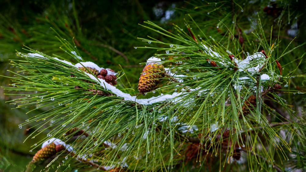 Frosted Pine Needles and Pinecones in Crisp Winter Stillness wallpaper