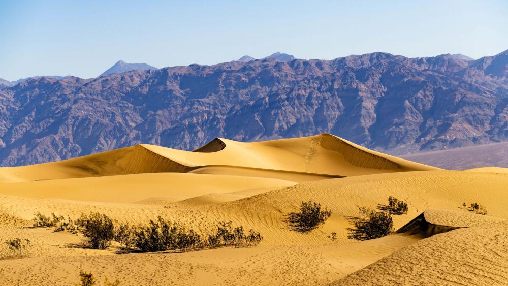 Golden Ridges at Mesquite Flat Sand Dunes in Death Valley wallpaper