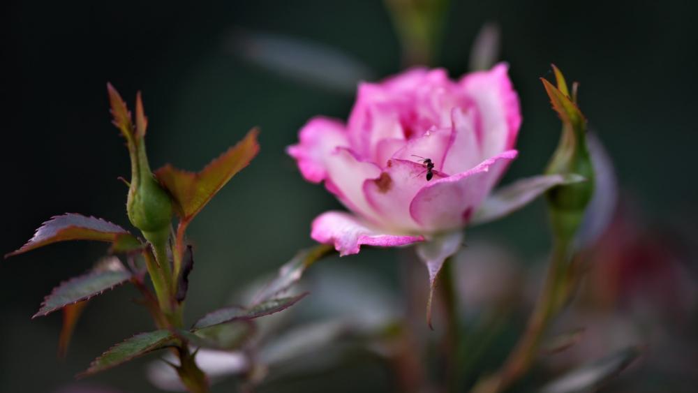 Blush Pink Rose Close Up With Tiny Ant Visitor wallpaper