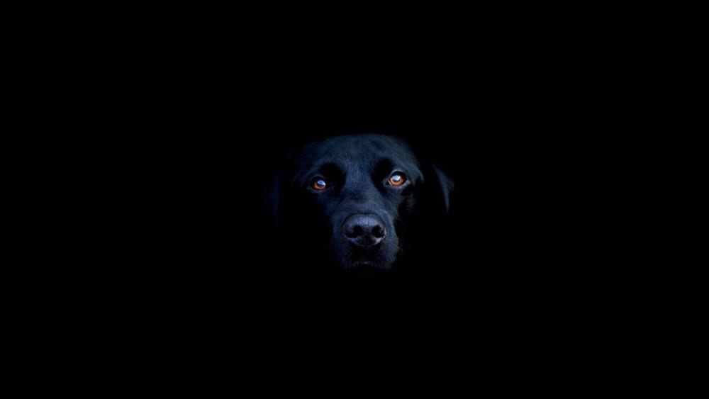 Midnight Gaze Black Dog Minimalist Portrait on Deep Black wallpaper