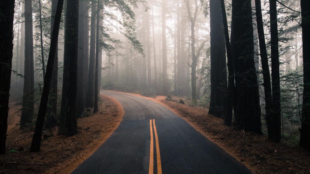 Misty Forest Road Through Towering Pines in Crisp 4K wallpaper