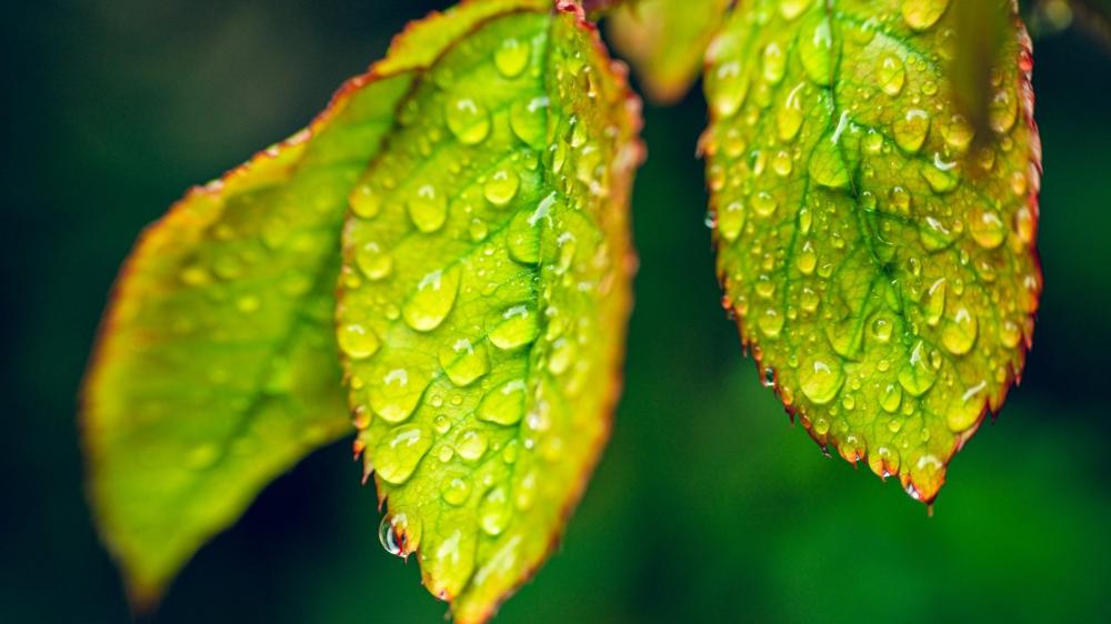 Rain Kissed Green Leaves in Soft Focus wallpaper