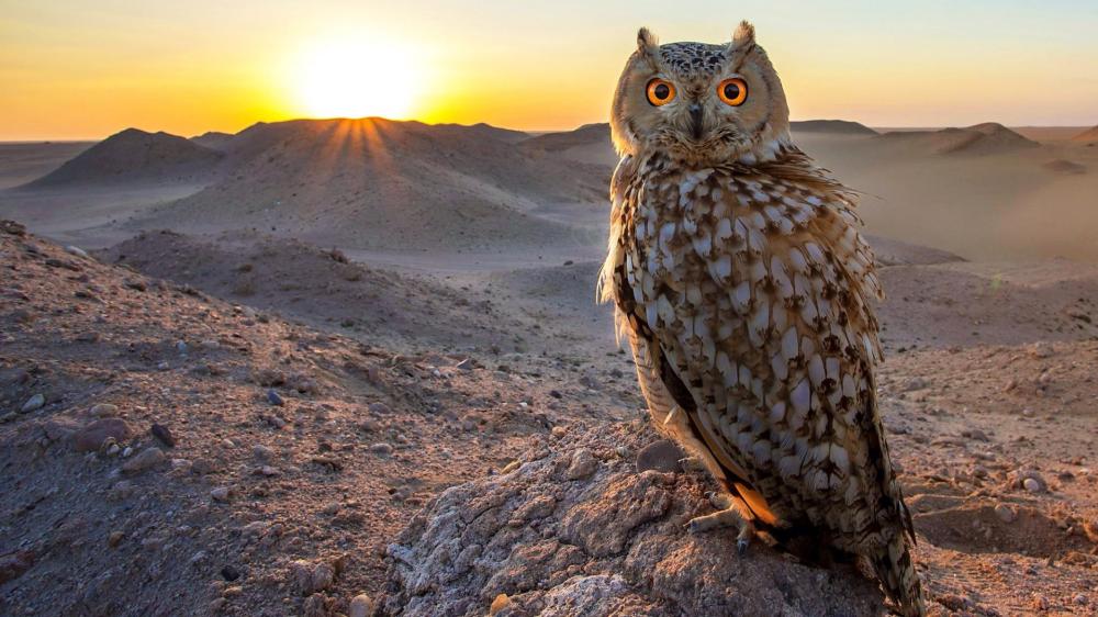 Desert Eagle Owl at Sunrise Over Silent Dunes wallpaper