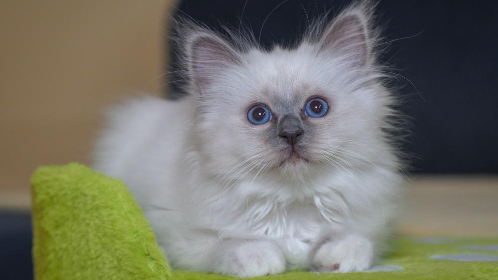 Blue Eyed Birman Kitten Resting on Soft Green Blanket wallpaper