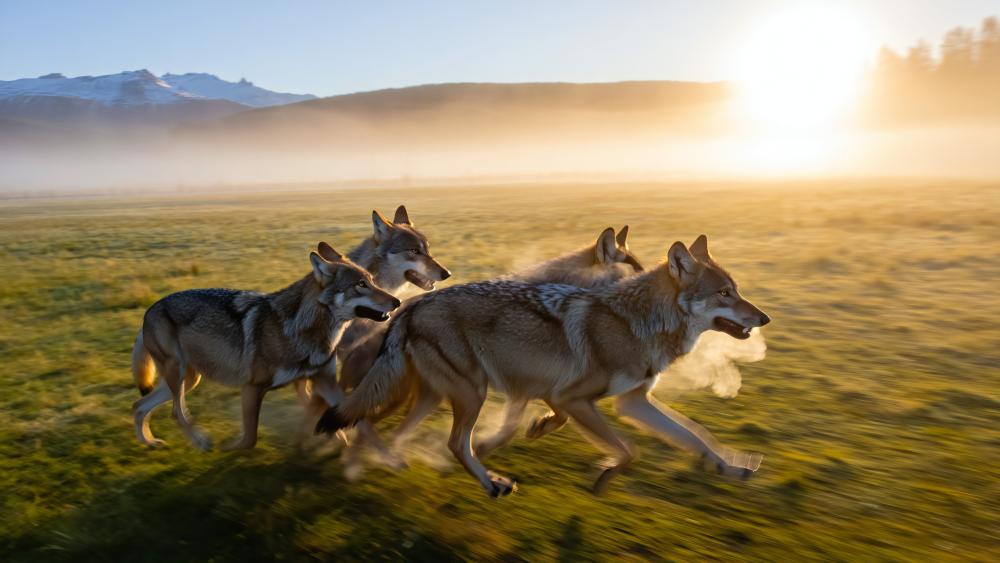 Sunlit Wolf Pack Racing Across the Misty Meadow wallpaper