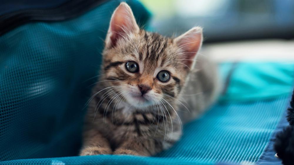 Bright Eyed Tabby Kitten Resting on Soft Blue Fabric wallpaper