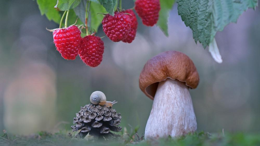 Forest Macro Still Life with Raspberries Mushroom and Pinecone wallpaper