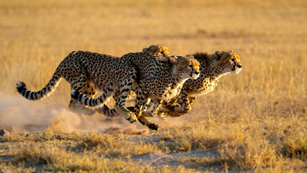 Cheetahs Racing in Golden Savanna Dust at Ultra Crisp 5K wallpaper