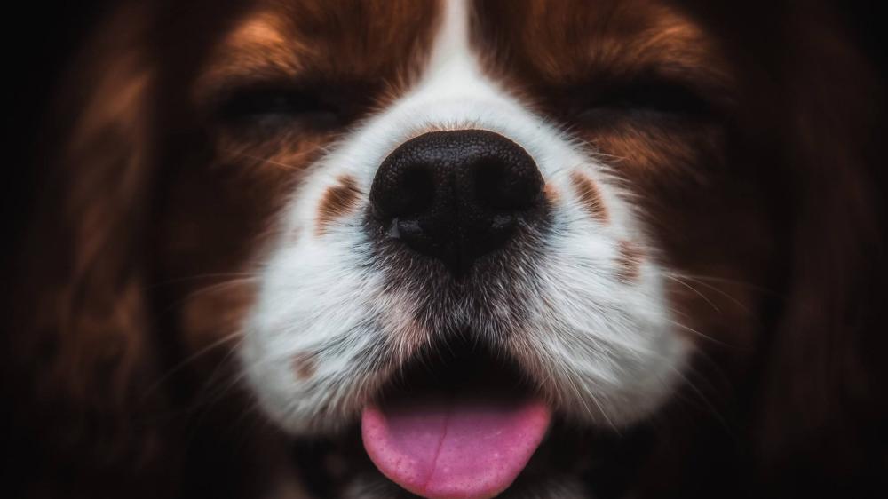 Boop Ready Cavalier King Charles Spaniel Snout Close Up wallpaper