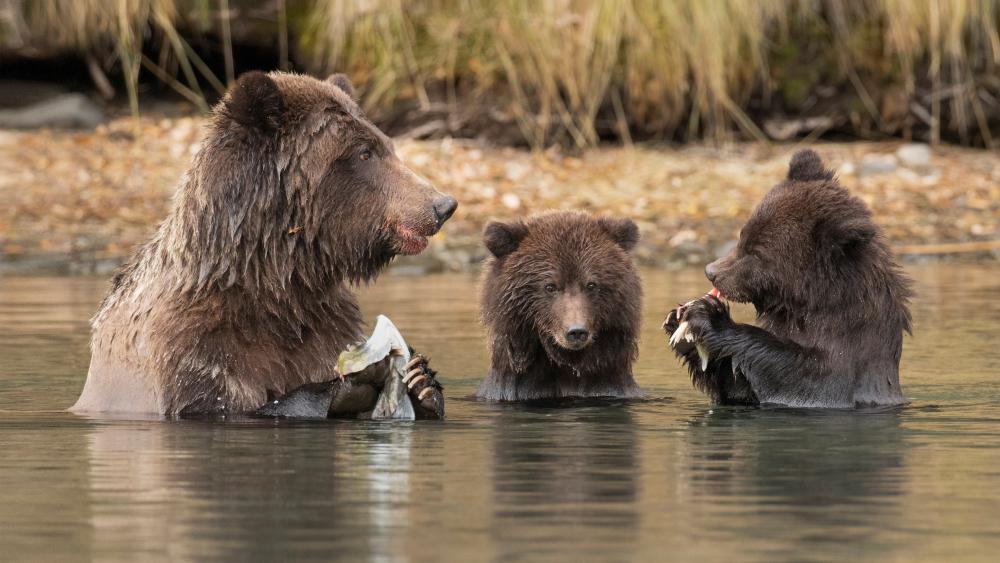 Grizzly Bear Family Fishing Together in Calm River Waters wallpaper