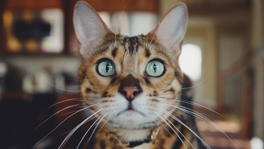 Hypnotic Turquoise Cat Eyes in Ultra Sharp 5K Close Up wallpaper