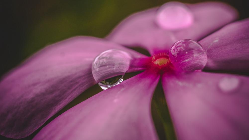 Dewy Pink Petals in Macro Serenity wallpaper