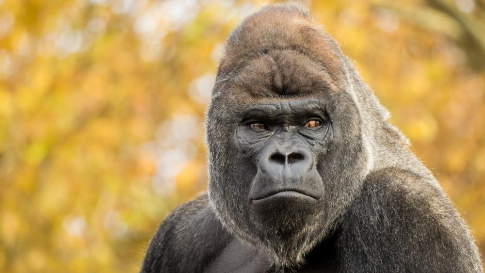 Majestic Silverback Gorilla Portrait in Warm Autumn Light wallpaper