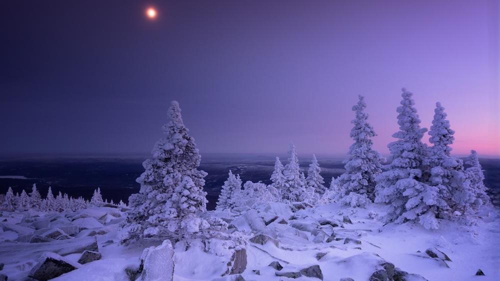 Moonlit Frost Over Silent Pine Slopes in Winter Evening wallpaper