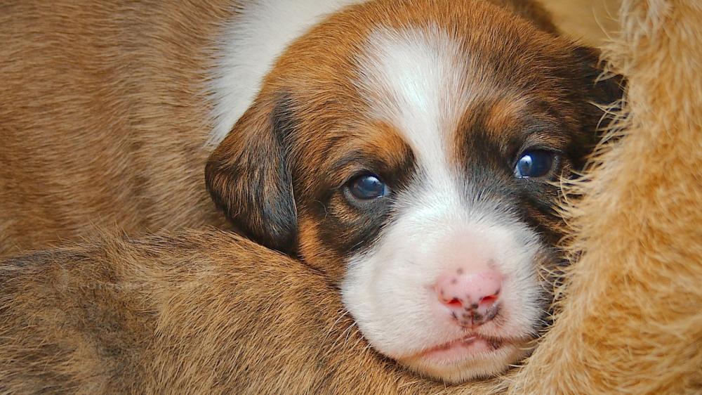 Sleepy Beagle Puppy Close Up with Soft Fur Cuddles wallpaper