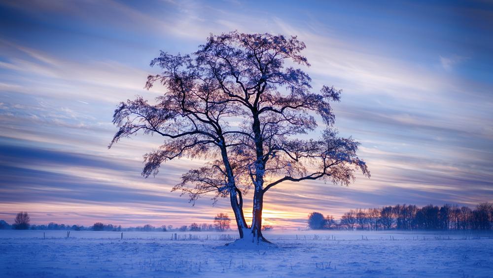 Majestic Lone Winter Tree at Dawn in Snowy Fields wallpaper