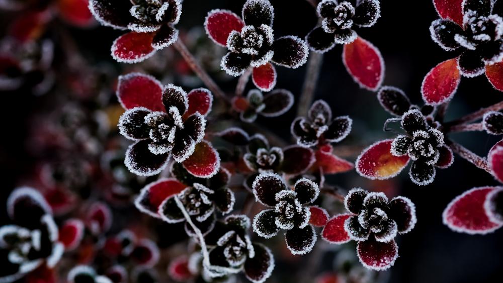 Frosty Blooms in a Winter Landscape wallpaper