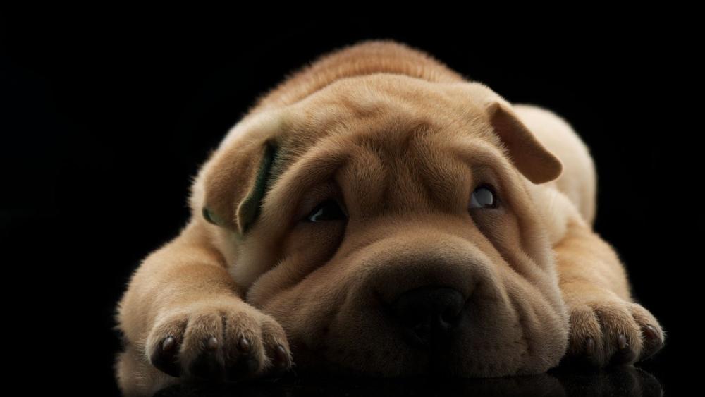 Wrinkled Shar Pei Puppy Resting on Deep Black Background wallpaper