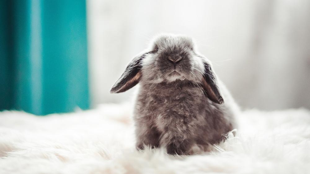 Serene Fluffy Lop Rabbit Resting on Soft White Blanket wallpaper