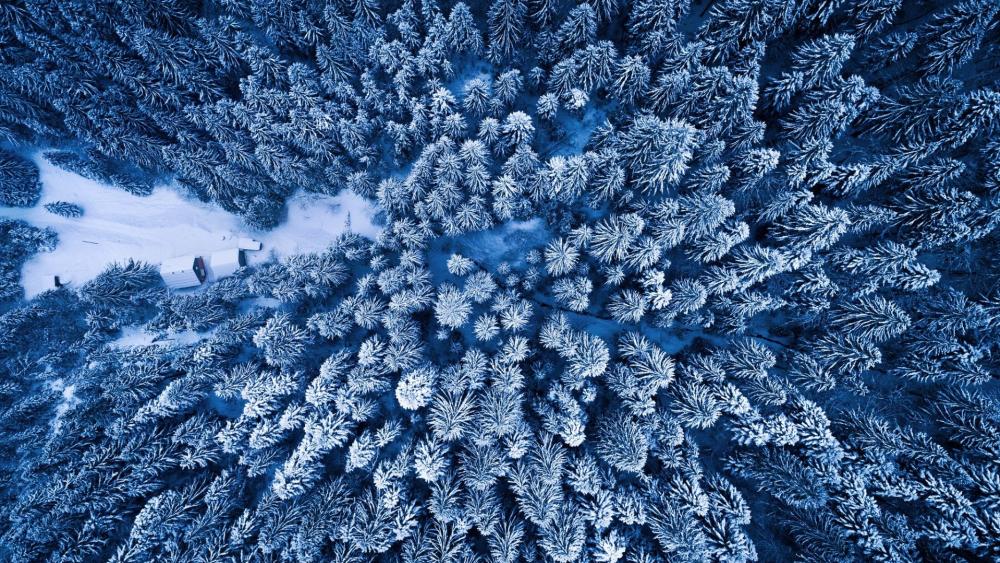 Aerial Winter Silence Above Frosted Pine and Fir Canopy wallpaper