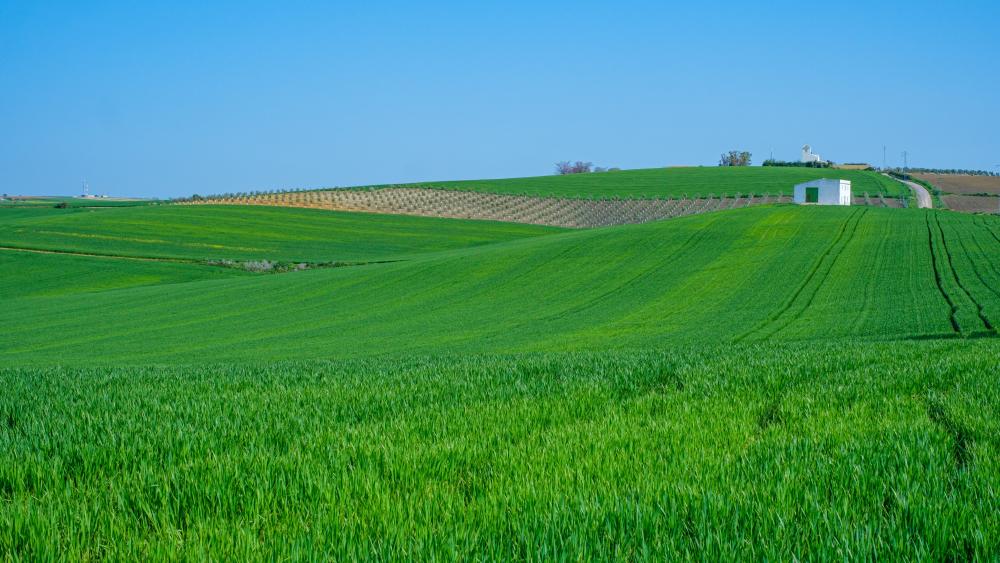 Rolling Green Farmland Under Clear Blue Sky in Rural Countryside wallpaper