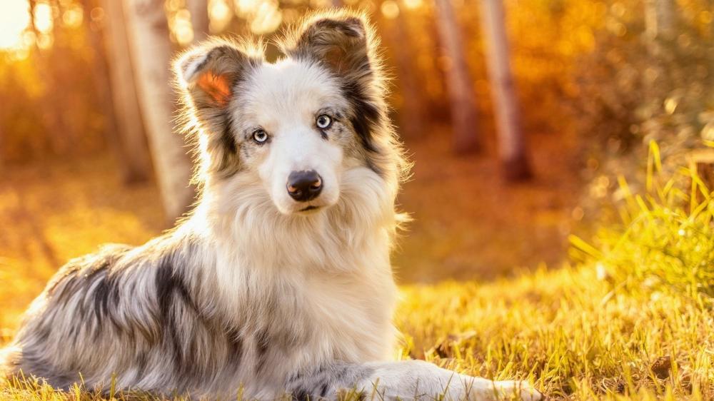 Blue Merle Border Collie With Striking Eyes in Autumn Light wallpaper