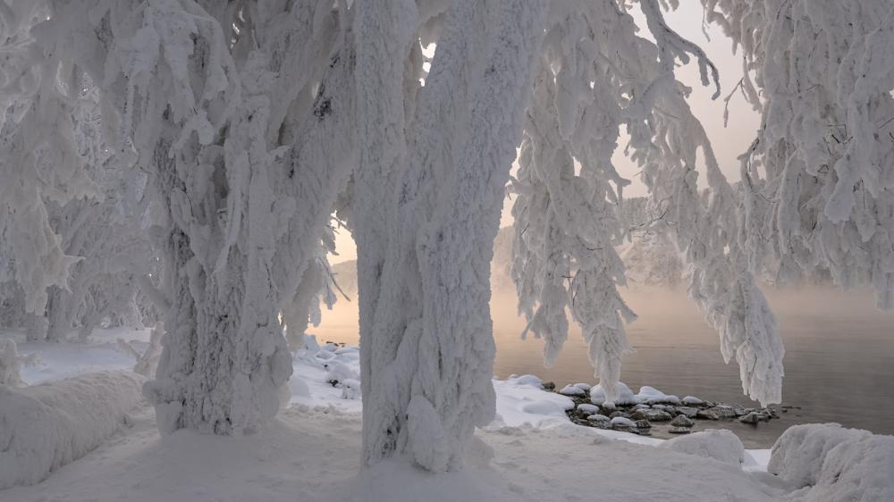 Frozen Forest Curtains Over a Quiet Winter Shore wallpaper
