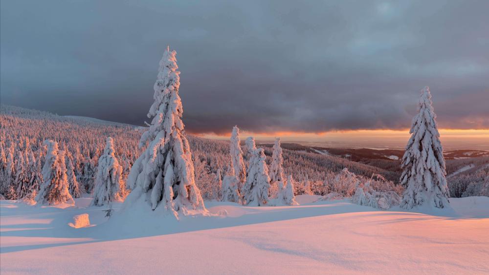 Sunset Glow Over Snowy Pines in a Silent Winter Valley wallpaper