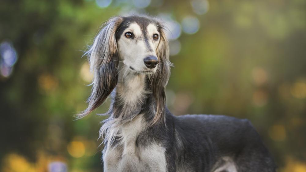 Graceful Saluki Portrait in Soft Woodland Light wallpaper