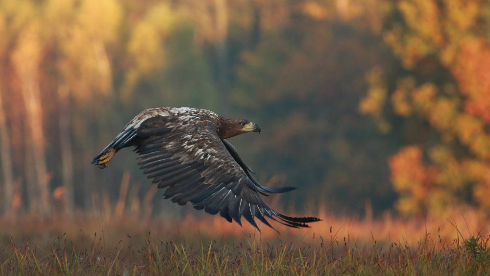 Golden Eagle Gliding Low Over Autumn Meadow wallpaper