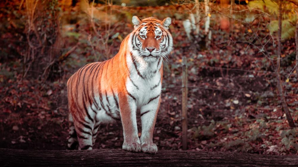 Majestic Tiger Standing Guard in Autumn Wilderness 4K Wallpaper wallpaper