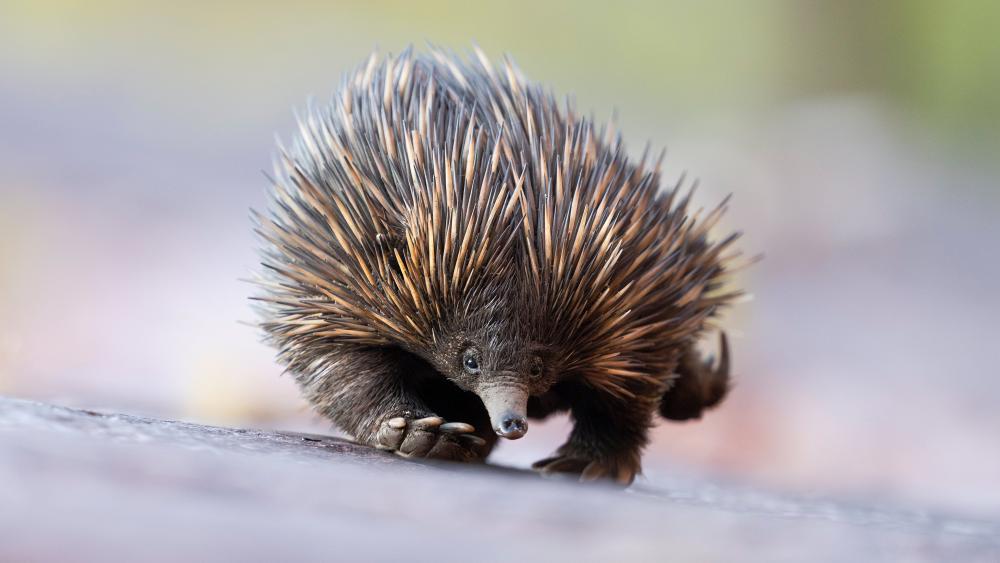Spiny Echidna Close Up in Soft Natural Light 4K Wallpaper wallpaper