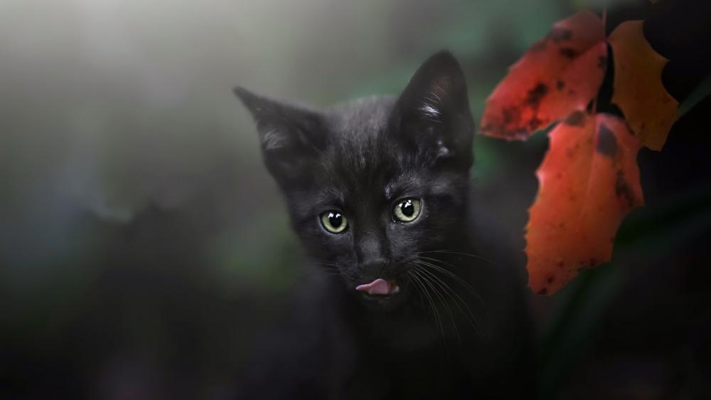 Curious Black Kitten in Soft Focus Autumn Glow wallpaper