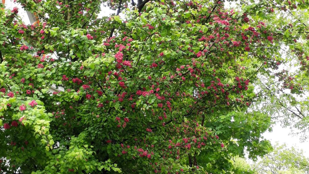 Lush Green Bush Covered in Vibrant Pink Blossoms wallpaper