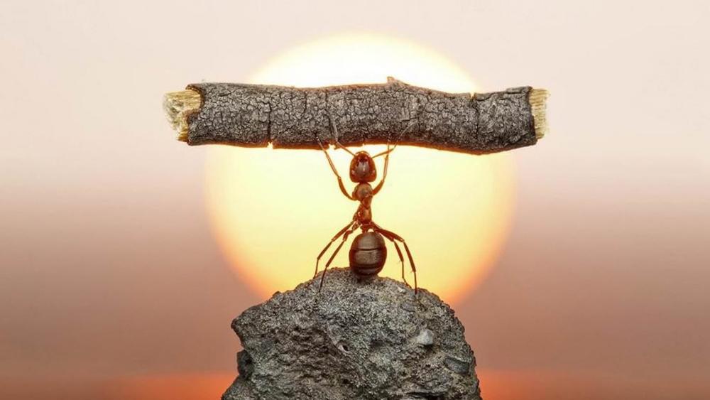 Tiny Titan Ant Lifts a Log Like a Weightlifter at Sunset wallpaper