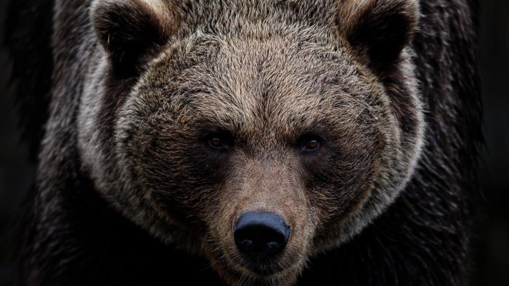 Intense Grizzly Bear Portrait in Ultra Detailed 4K wallpaper