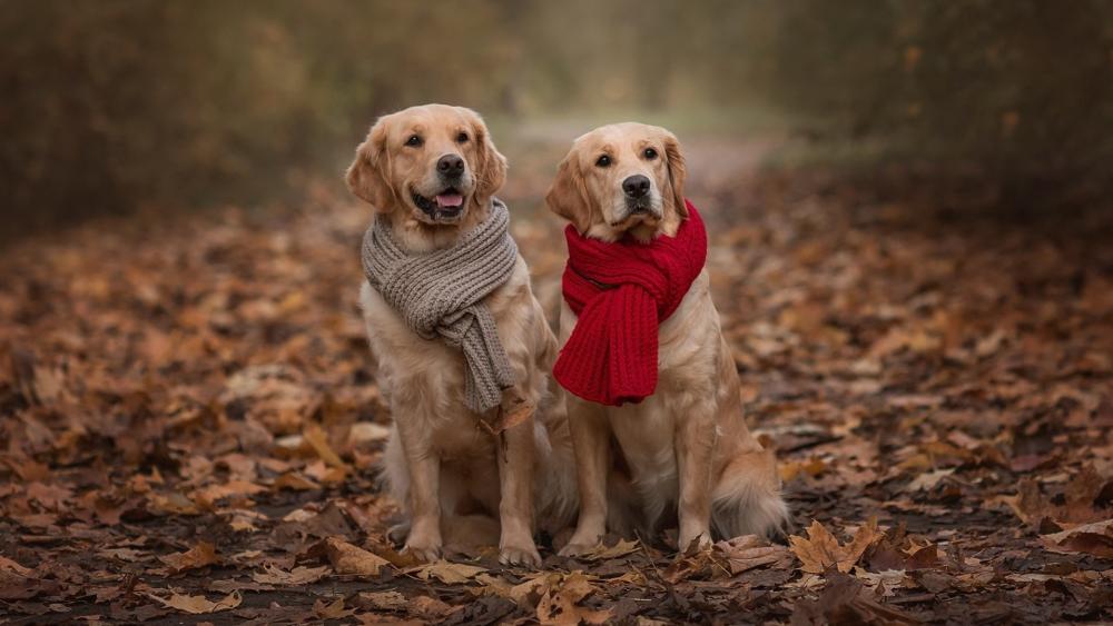 Cozy Golden Retrievers in Autumn Leaves with Warm Knit Scarves wallpaper