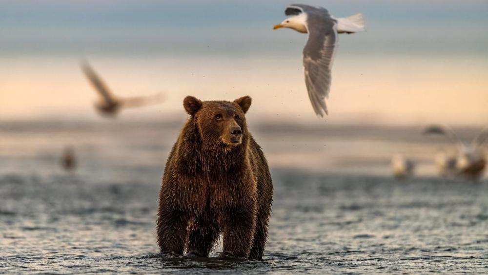 Coastal Bear With Seagulls Gliding Over Calm Tides wallpaper