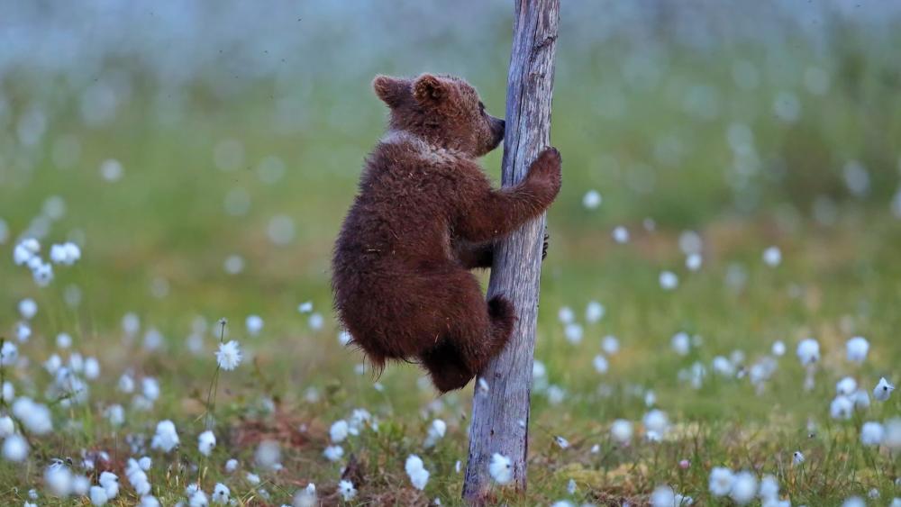 Playful Bear Cub Hugging a Tree in Wildflower Meadow wallpaper