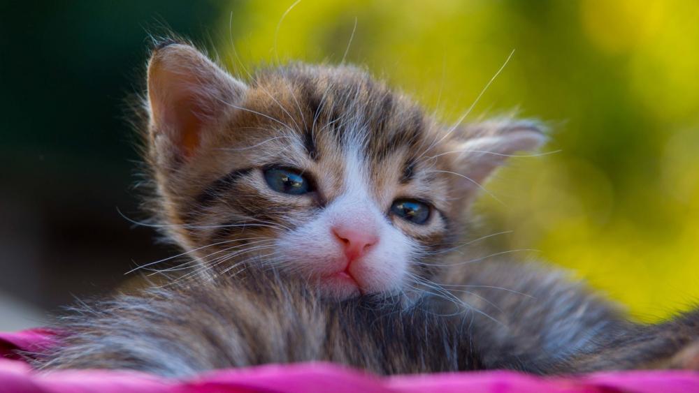 Sleepy Tabby Kitten Dreaming in Sunlit Garden Glow wallpaper