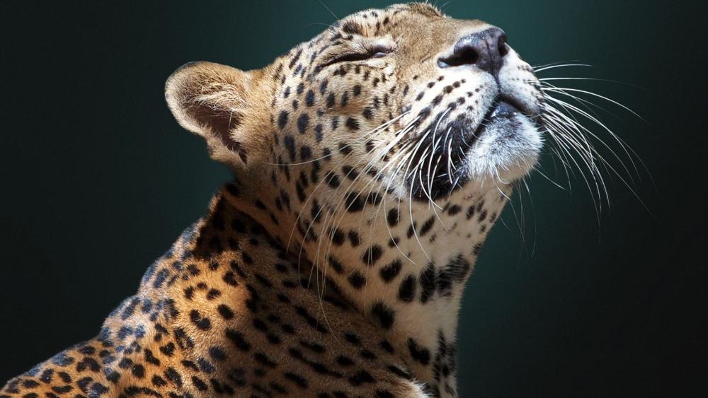 Serene Leopard Close Up in Soft Natural Light wallpaper