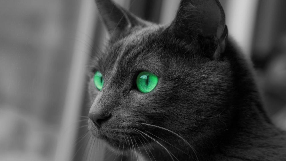 Emerald Gaze of a Sleek Domestic Short Haired Cat wallpaper