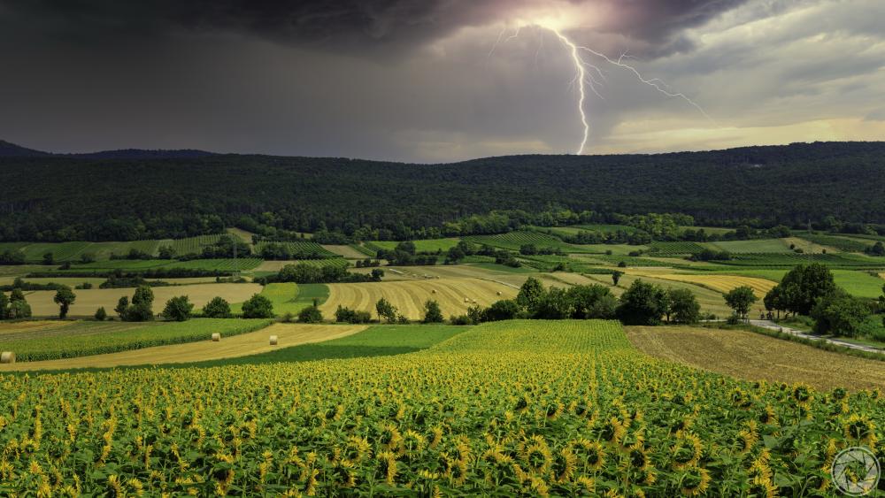 Daytime Lightning Strike Over Sunflower Fields and Rolling Farmland Landscape wallpaper